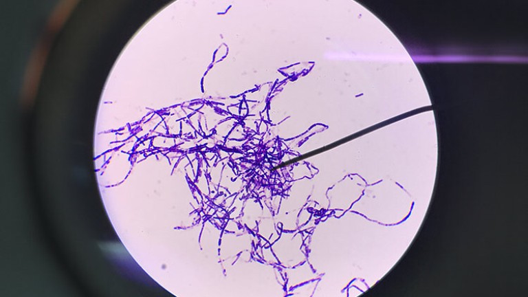 La bacteria bacillus subtilis sirve como aditivo para hacer el cemento autorreparable